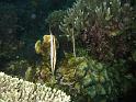 Poisson rasoir - Aeoliscus strigatus